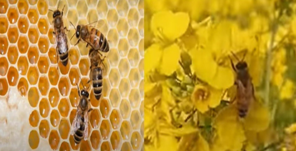 মধুর মধুতন্ত্র